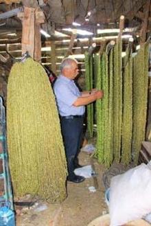 Çiçek bamyasına ‘çeyrek altın’ diyorlar