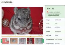 Nesli tükenme tehlikesi altındaki Çinçillaları satıyorlar