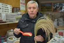 Türkiye’de ilk defa dünyanın en küçük tahılının üretimi yapıldı