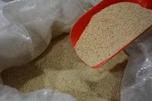 Türkiye’de ilk defa dünyanın en küçük tahılının üretimi yapıldı