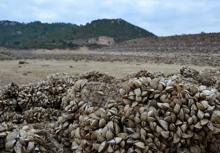 Suyu çekilen barajdan midye tarlası çıktı