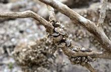 Suyu çekilen barajdan midye tarlası çıktı