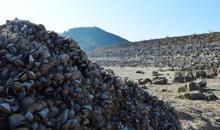 Suyu çekilen barajdan midye tarlası çıktı