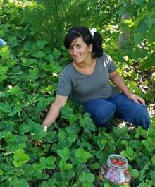 Silaj makinesine kaptırdığı kolları koptu