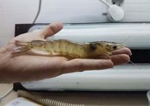 Karidese yatıran kazanıyor