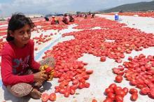 Siverekte yılda 500 ton kurutulmuş domates üretiliyor