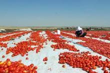 Siverekte yılda 500 ton kurutulmuş domates üretiliyor