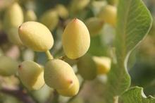 Babasının bir sözünü dinledi, her yıl bir kilo altın alıyor