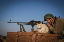 Mağarada bulunan kediler Mehmetçiğin can dostu oldu