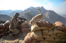 Mağarada bulunan kediler Mehmetçiğin can dostu oldu