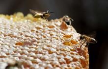 Arap ülkelerinin gözdesi: Karakovan balı