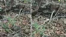 Son dakika haberleri: Trabzonda ölüme neden olan yılanlar Artvin’de de görülmeye başlandı