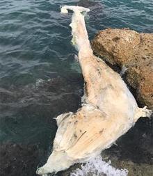 İskenderun Körfezindeki ölü balina yavrusu kıyıya vurdu
