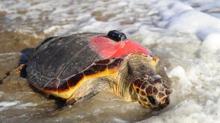 Uydu takip cihazlı 2 caretta caretta denize uğurlandı