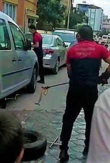 Eve giren ölümcül yılanı elleriyle yakaladı