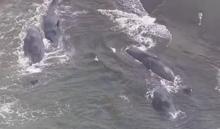 8.8lik depremin ardından şok görüntü Merkez üssüne 2.2 km uzaklıkta balinalar kıyıda