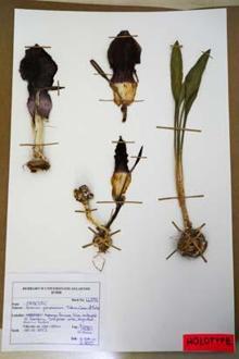 Mantar toplayan kadın, dünya tarihine geçen bir keşif yaptı