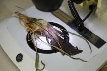 Mantar toplayan kadın, dünya tarihine geçen bir keşif yaptı