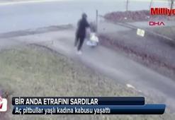 Aç pitbullar yaşlı kadına kabusu yaşattı