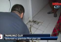 Balkondaki su giderinden Piton yılanı çıktı