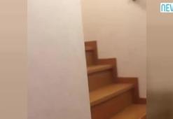 Tom ve Jerry gerçek oldu