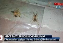 Vatandaşları et yiyen 'Sarıkız' örümceği korkusu sardı
