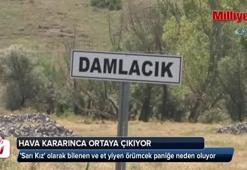 Hava kararınca ortaya çıkıyorlar, köylü panikte