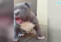 Şirinliğiyle sosyal medyada olay yarattı!