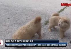 Yurda kaçak yollarla getirilen köpekler ihaleyle satılacak