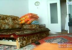 Kediyi çileden çıkardı