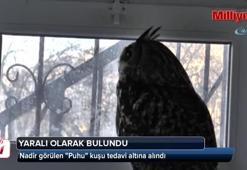 Nadir görülen yaralı "Puhu" kuşu tedavi altına alındı