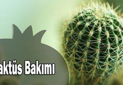 Kaktüs bakımı nasıl olur?
