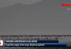 3 günlük yağış 3 bin kuşu Seyfe’ye getirdi