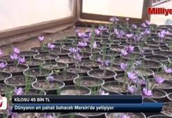 Dünyanın en pahalı baharatı Mersin'de yetişiyor