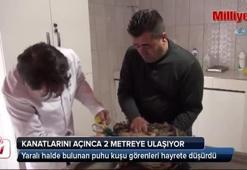 Kanatlarını açınca boyu 2 metreye ulaşıyor