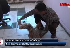 Tunceli'de nesli tükenmekte olan toy kuşu bulundu