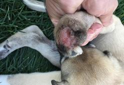 Yavru köpeklere akılalmaz işkence!