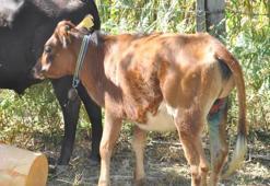 Manzara dehşete düşürdü! 'Kimse evden dışarı çıkamıyor'