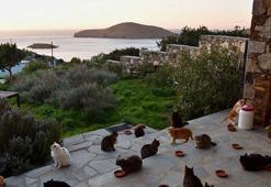 Siros adasında kedi bakıcılığı ilanına 200 başvuru
