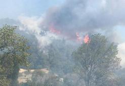 Bursa'da korkutan orman yangını