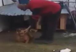 Manisa'da şoke eden görüntü! Bulana ödül verilecek...