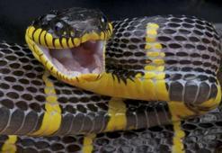 Yılan ısırığına karşı asla yapılmaması gerekenler