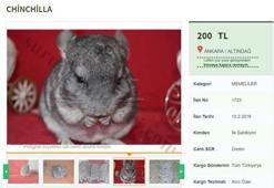 Nesli tükenme tehlikesi altındaki Çinçilla'ları satıyorlar