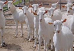 Milyonlarca liralık bir ağ daha!  Keçibank vurgunu!