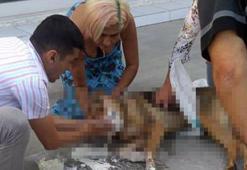 Bodrum’da katliam! Sokağa çıkanlar manzara karşısında şoke oldular...