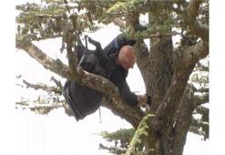 Alman turist ağaçta asılı kaldı !