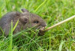 Farelerden bulaşan hastalıklar nelerdir?