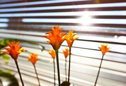 Sabah güneşi bu hastalığa iyi geliyor