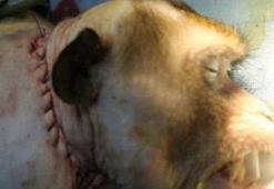 Dünyayı sarsan gelişme