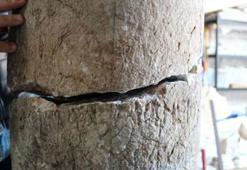 Antalya'da bulundu! Yeni bir kentin habercisi olabilir...